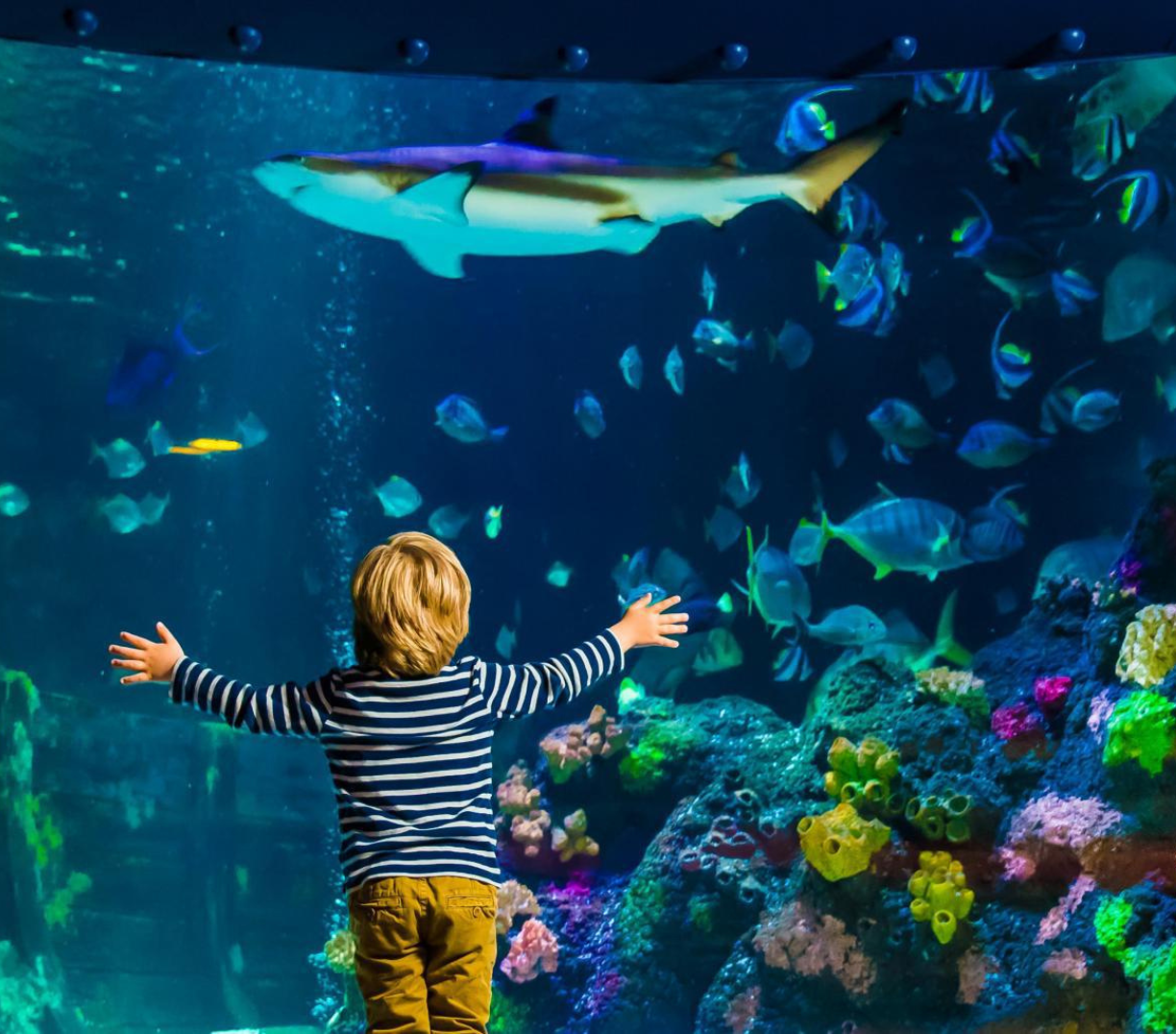 sealife-1224x1076.png