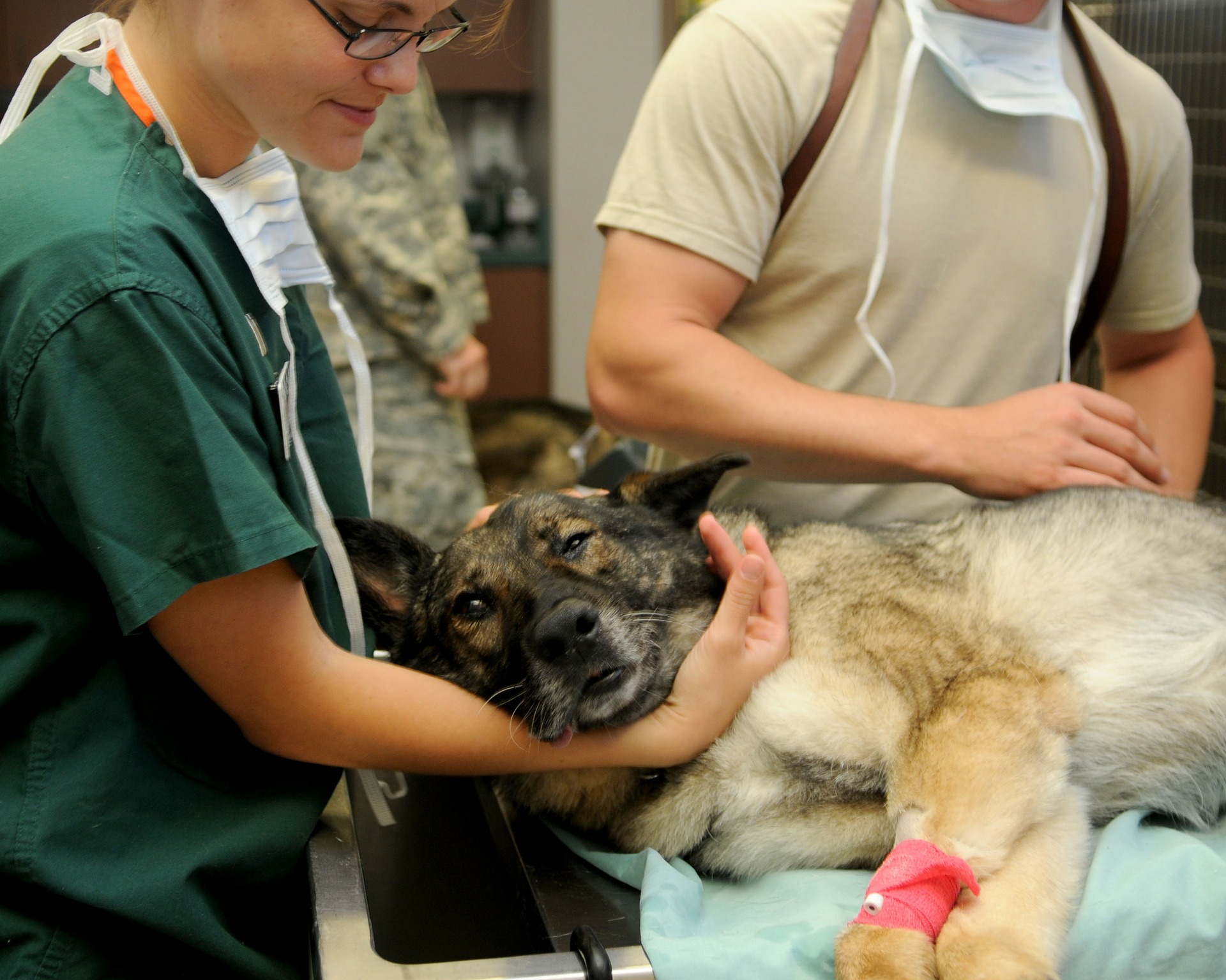 veterinary-85925_1920.jpg (520 KB)