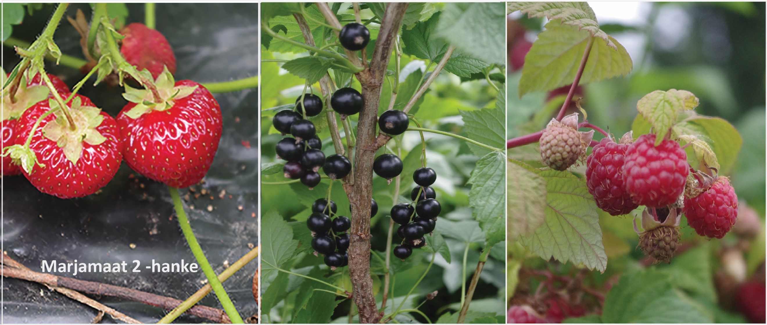 mm2-tunnus.jpg (562 KB)