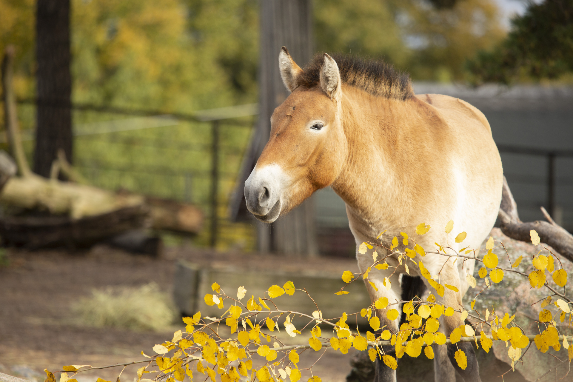 Korkeasaari mongolianvillihevonen kuvaaja Annika Sorjonen