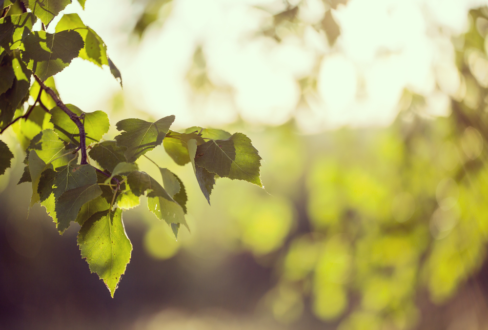 Tapahtuman oletuskuva