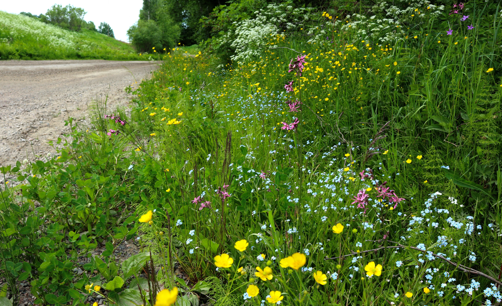 Luonnon monimuotoisuuden perusteet -tilauskoulutus