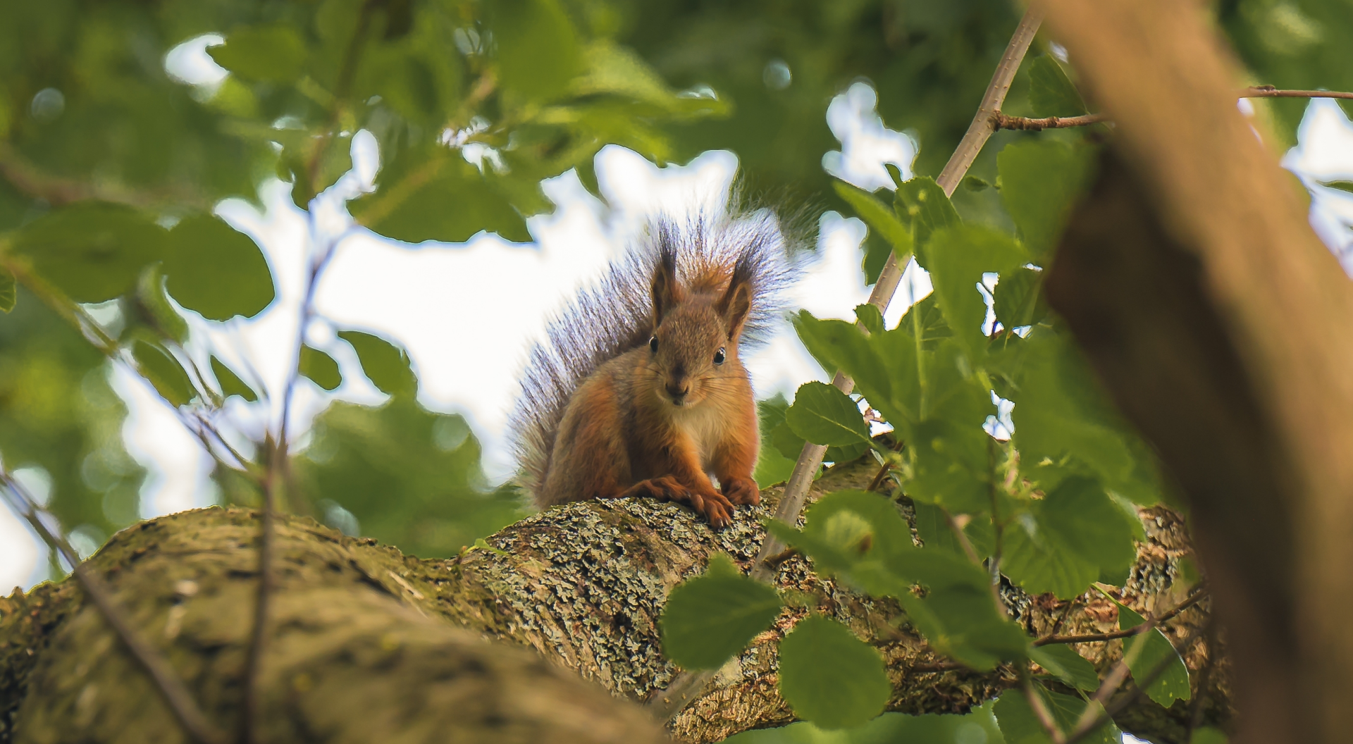 Tapahtuman oletuskuva