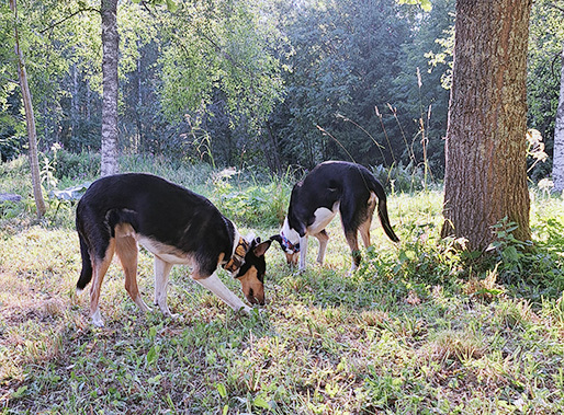 Tapahtuman oletuskuva