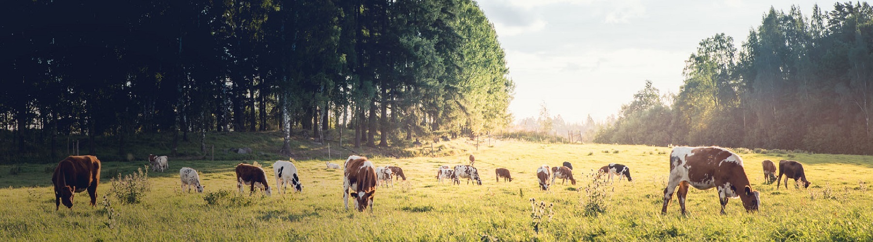 Tapahtuman oletuskuva